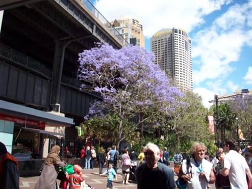 C:\Documents and Settings\Genie\My Documents\My Pictures\Sydney 1\Jacarunda Tree.jpg