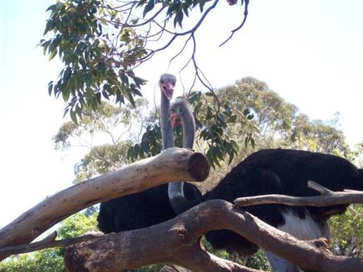 C:\Documents and Settings\Genie\My Documents\My Pictures\Misc Australia\Misc Australia 005.jpg