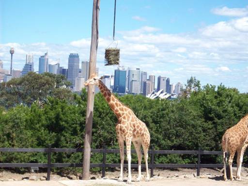 C:\Documents and Settings\Genie\My Documents\My Pictures\Misc Australia\Misc Australia 008.jpg