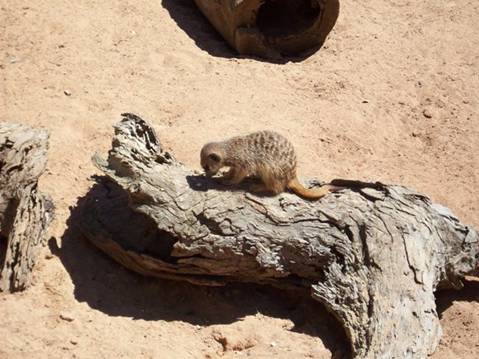 C:\Documents and Settings\Genie\My Documents\My Pictures\Misc Australia\Misc Australia 009.jpg