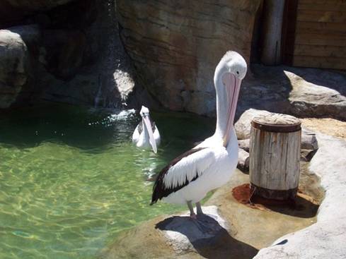 C:\Documents and Settings\Genie\My Documents\My Pictures\Misc Australia\Misc Australia 021.jpg