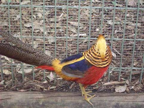 C:\Documents and Settings\Genie\My Documents\My Pictures\Blue Mountains\Bird.jpg