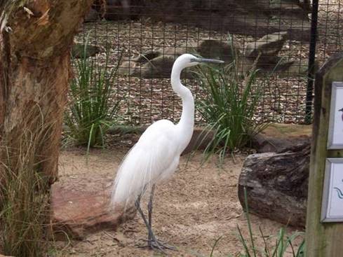 C:\Documents and Settings\Genie\My Documents\My Pictures\Blue Mountains\Bird 3.jpg