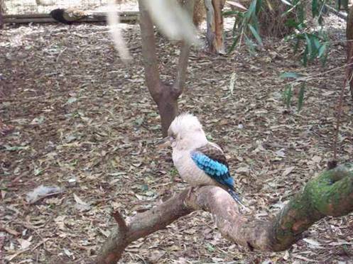 C:\Documents and Settings\Genie\My Documents\My Pictures\Blue Mountains\Bird 4.jpg