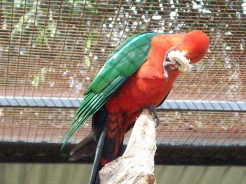 C:\Documents and Settings\Genie\My Documents\My Pictures\Blue Mountains\Parrot.jpg