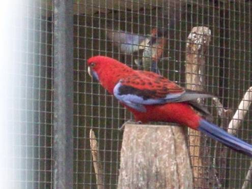 C:\Documents and Settings\Genie\My Documents\My Pictures\Blue Mountains\Parrot 2.jpg