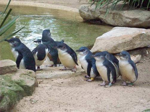 C:\Documents and Settings\Genie\My Documents\My Pictures\Blue Mountains\Penguin.jpg