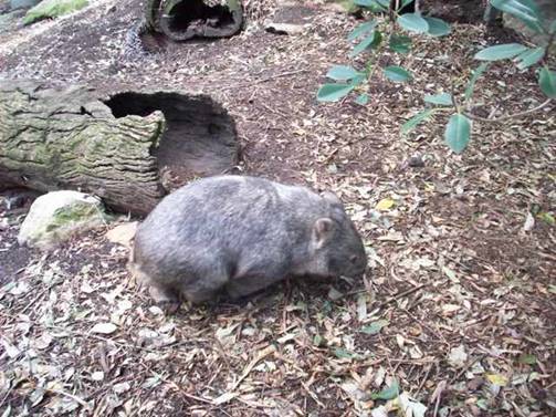 C:\Documents and Settings\Genie\My Documents\My Pictures\Blue Mountains\Wombat.jpg