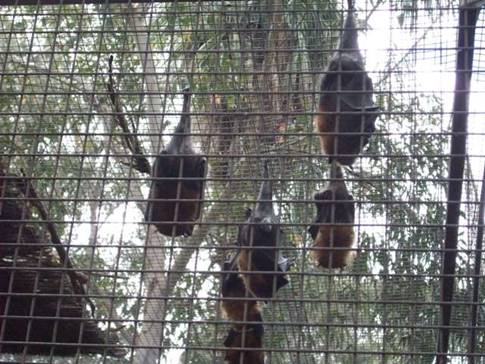 C:\Documents and Settings\Genie\My Documents\My Pictures\Blue Mountains\Flying Foxes.jpg