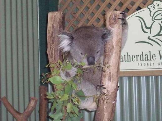 C:\Documents and Settings\Genie\My Documents\My Pictures\Blue Mountains\Koaloa.jpg