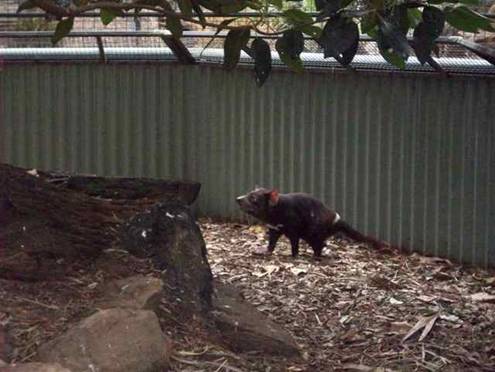 C:\Documents and Settings\Genie\My Documents\My Pictures\Blue Mountains\Ring Tail Opossum.jpg