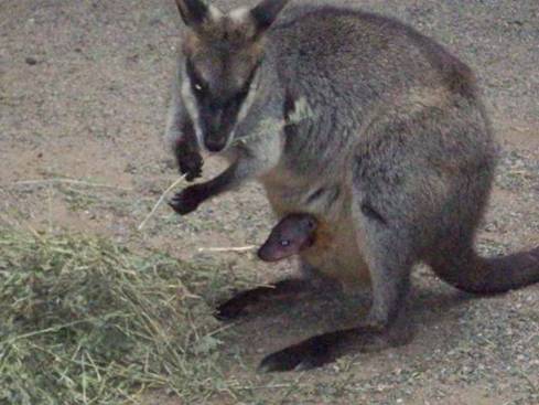 C:\Documents and Settings\Genie\My Documents\My Pictures\Blue Mountains\Wallaby.jpg