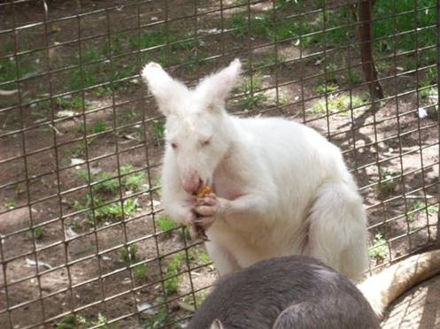 C:\Documents and Settings\Genie\My Documents\My Pictures\Blue Mountains\White Roo.jpg