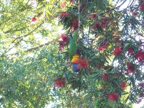 C:\Documents and Settings\Genie\My Documents\My Pictures\Misc Australia\Misc Australia 052.jpg