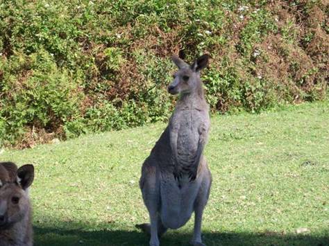 C:\Documents and Settings\Genie\My Documents\My Pictures\Misc Australia\Misc Australia 044.jpg