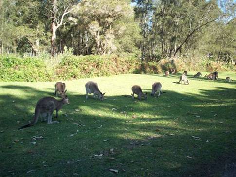 C:\Documents and Settings\Genie\My Documents\My Pictures\Misc Australia\Misc Australia 045.jpg