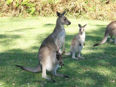 C:\Documents and Settings\Genie\My Documents\My Pictures\Misc Australia\Misc Australia 046.jpg