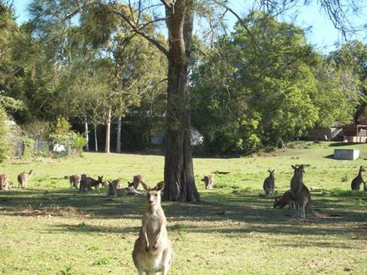 C:\Documents and Settings\Genie\My Documents\My Pictures\Misc Australia\Misc Australia 047.jpg