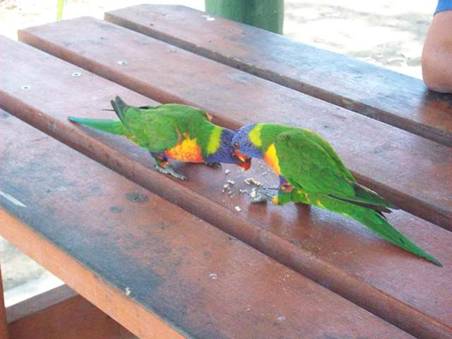 C:\Documents and Settings\Genie\My Documents\My Pictures\Misc Australia\Misc Australia 067.jpg