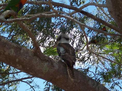 C:\Documents and Settings\Genie\My Documents\My Pictures\Misc Australia\Misc Australia 072.jpg