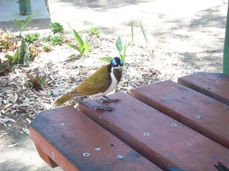 C:\Documents and Settings\Genie\My Documents\My Pictures\Misc Australia\Misc Australia 069.jpg