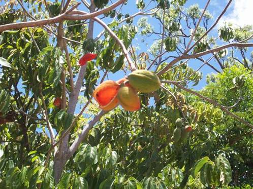 C:\Documents and Settings\Genie\My Documents\My Pictures\Misc Australia\Misc Australia 086.jpg