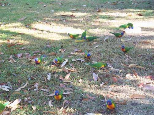 C:\Documents and Settings\Genie\My Documents\My Pictures\Misc Australia Whitsunday\Misc Australia Whitsunday 024.jpg