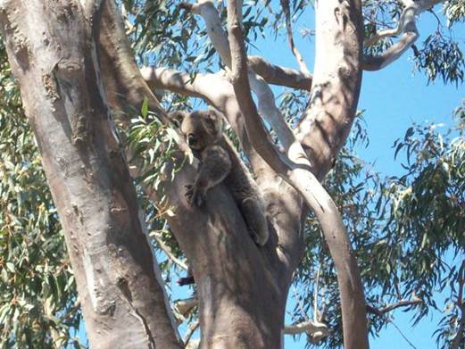 C:\Documents and Settings\Genie\My Documents\My Pictures\Misc Australia Whitsunday\Misc Australia Whitsunday 122.jpg