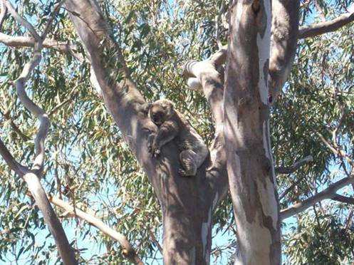 C:\Documents and Settings\Genie\My Documents\My Pictures\Misc Australia Whitsunday\Misc Australia Whitsunday 123.jpg