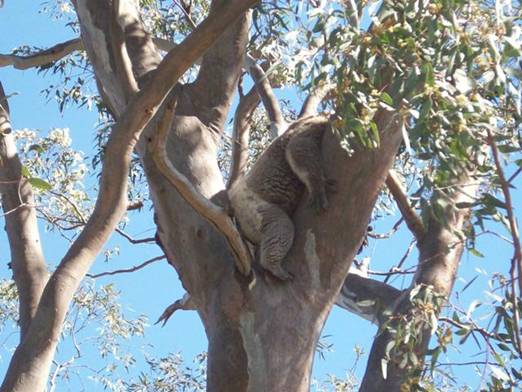 C:\Documents and Settings\Genie\My Documents\My Pictures\Misc Australia Whitsunday\Misc Australia Whitsunday 124.jpg