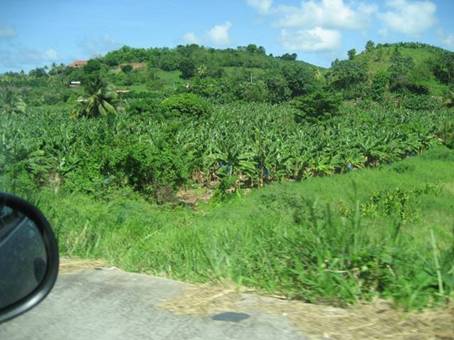 C:\Users\Public\Pictures\Martinique Pictures\IMG_0894.JPG