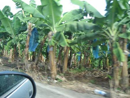 C:\Users\Public\Pictures\Martinique Pictures\IMG_0893.JPG