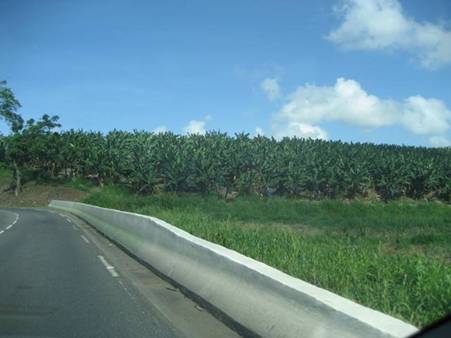 C:\Users\Public\Pictures\Martinique Pictures\IMG_0896.JPG