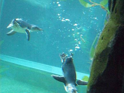 C:\Users\Public\Pictures\Kodak Pictures\2010-01-09\100_1934.jpg