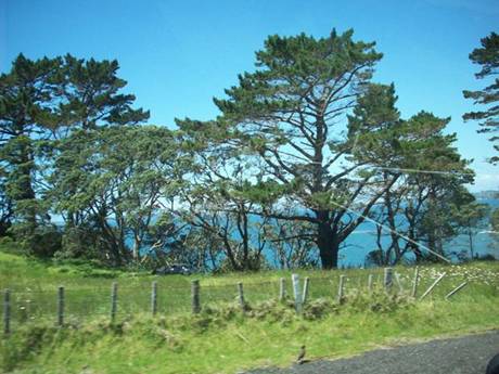 C:\Documents and Settings\Genie\My Documents\My Pictures\north island\north island 038.jpg