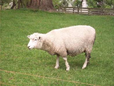 C:\Documents and Settings\Genie\My Documents\My Pictures\north island\north island 191.jpg