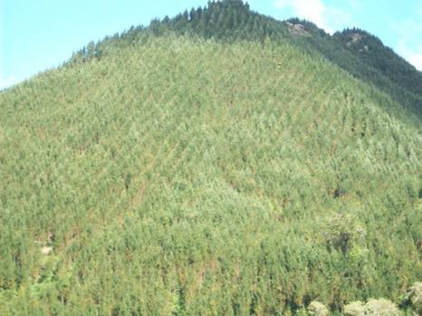 C:\Documents and Settings\Genie\My Documents\My Pictures\south island\south island 051.jpg