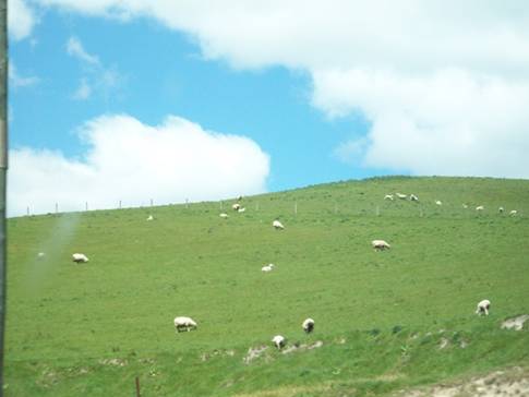 C:\Documents and Settings\Genie\My Documents\My Pictures\south island\south island 165.jpg